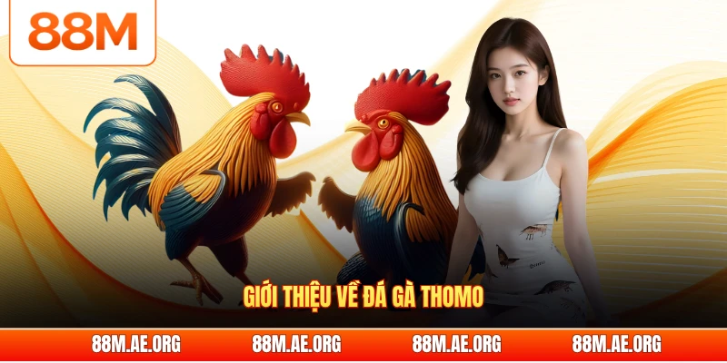 Giới thiệu về đá gà Thomo